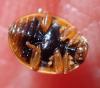 Adalia decempunctata